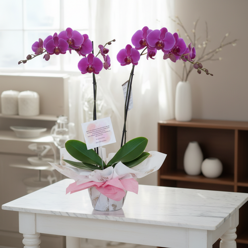 Maceta con orquídea phalaenopsis de flores moradas y lazo rosa sobre mesa de mármol blanca en sala luminosa