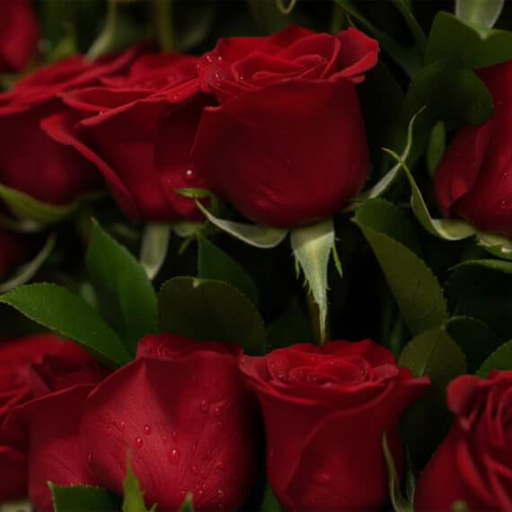 Primer plano extremo de rosas rojas frescas con gotas de rocío, resaltando la textura hiperrealista y colores vibrantes bajo