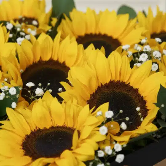 Primer plano extremo de un arreglo floral con girasoles 'Soleil' y pequeñas flores blancas, mostrando texturas hiperrealistas