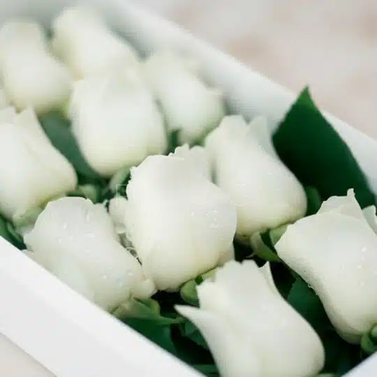 Primer plano extremo de doce rosas blancas frescas en una caja, con delicadas gotas de rocío en sus pétalos y hojas verdes, b