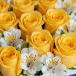 Primer plano extremo de rosas amarillas vibrantes con gotas de rocío y alstroemerias blancas, destacando la textura hiperreal
