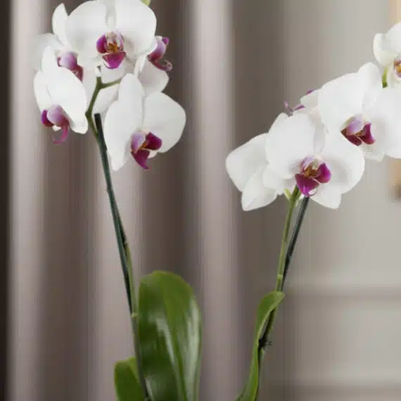 Primer plano extremo de orquídea ESTRELLA de doble vara con pétalos blancos y centro púrpura, gotas de rocío, textura hiperre