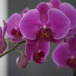 Primer plano extremo de una orquídea premium de dos tallos en flor, con pétalos morados vibrantes, textura hiperrealista y su