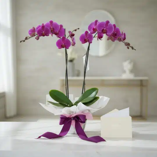Orquídea Premium de Dos Tallos - Deluxe con flores moradas vibrantes, presentada en un jarrón elegante con envoltura de regal