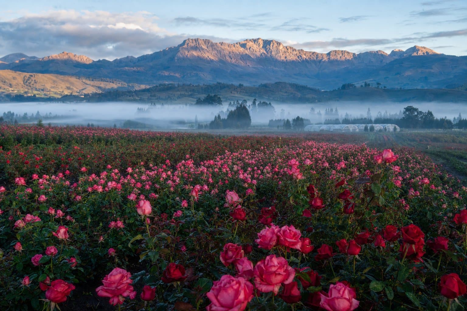 Cultivos de rosas en la sabana de Bogotá vista de las montañas Andinas